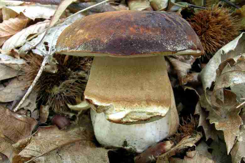  Image name: 178 Porcino.jpg 
 width: 780 pixel 
 height: 520 pixel 
 Size: 31648 bytes 
 Click to enlarge 